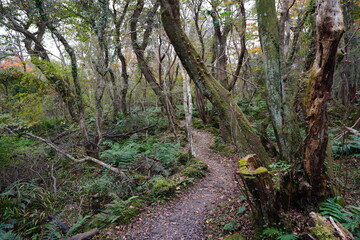 mossy trees and path in deep forest