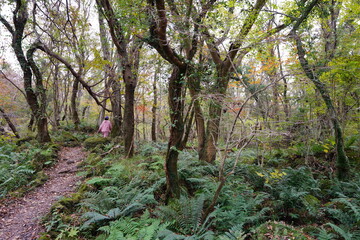 mossy trees and path in deep forest