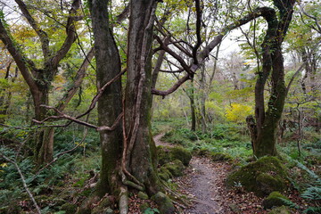 mossy trees and path in deep forest