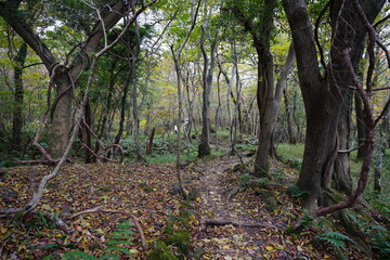 autumn path through old trees and vines