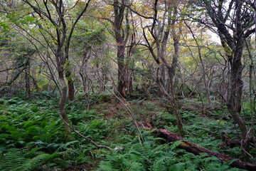 old trees and vines in wild forest