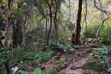 old trees and vines in wild forest