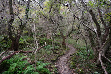 old trees and vines in wild forest