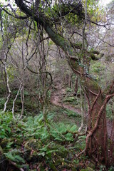 old trees and vines in wild forest