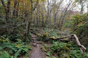mossy rocks and trees in old forest