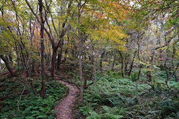 fine autumn path through old trees