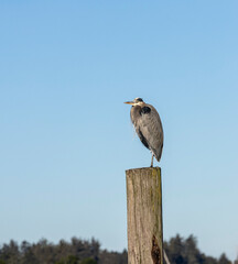 Great Blue Heron Profile