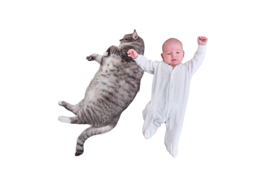 A small child boy is lying next to a big cat, isolated on a white background. A newborn baby near a pet. Kid aged two months