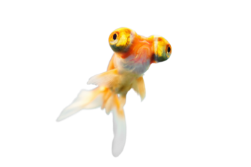 Voilehvost goldfish behind glass in a blue aquarium, isolated on a white background
