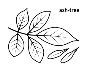 Vector line drawing of ash branch and ash fruit. Isolated collection of ash tree branch on white background.