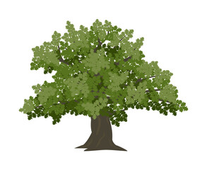 Vector drawing of oak tree. Isolated vector illustration of oak tree on a white background. - obrazy, fototapety, plakaty