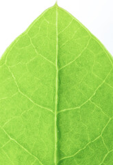 Green leaf texture closeup on white background