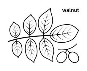 Vector line drawing of walnut branch and walnut fruit. Isolated collection of walnut branch on white background.