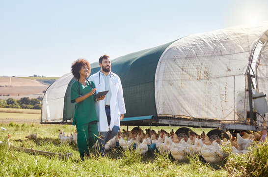 Tablet, agriculture or healthcare with a vet and nurse on a poultry farm for sustainability or treatment. Research, medical or insurance with a man and woman veterinarian team working with chickens