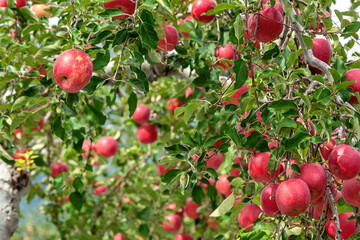 【青森県弘前市りんご】岩木山麓津軽の秋、りんご園は収穫中