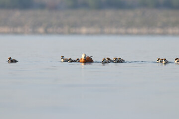 walking with her cubs in the lake Tadorna ferruginea