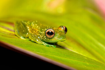 Boophis elenae, endemic species of frog in the family Mantellidae, Ranomafana National Park, Madagascar wildlife animal