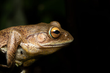 Madagascan Treefrog, Boophis madagascariensis,, endemic species of frog in the family Mantellidae. Andasibe-Mantadia National Park, Madagascar wildlife animal
