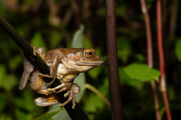 Madagascan Treefrog, Boophis madagascariensis,, endemic species of frog in the family Mantellidae. Andasibe-Mantadia National Park, Madagascar wildlife animal