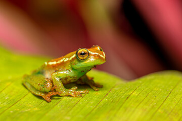 Boophis rappiodes, endemic species of frog in the family Mantellidae. Ranomafana National Park,...
