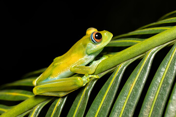 Boophis sibilans, endemic species of frog in the family Mantellidae. Ranomafana National Park, Madagascar wildlife animal