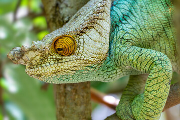 Parson's chameleon (Calumma parsonii) is a large endemic species of chameleon in the family Chamaeleonidae, male climbing on tree. Reserve Peyrieras Madagascar Exotic, Madagascar wildlife animal.