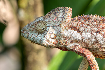 Malagasy giant chameleon or Oustalet's chameleon (Furcifer oustaleti), large species of endemic chameleon, Reserve Peyrieras Madagascar Exotic. Madagascar wildlife animal