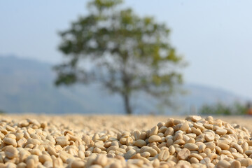 Drying coffee at Doi Chang, Chiang Rai