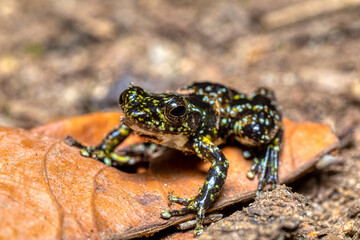Mantidactylus lugubris, endemic frog species in the family Mantellidae. Ranomafana National Park, Madagascar wildlife animal