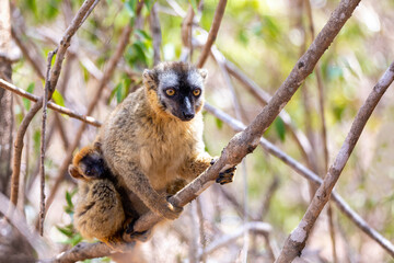 Red-Fronted Lemur (Eulemur Rufifrons), female with small cute baby. Endangered endemic animal in Kirindy Forest, Madagascar wildlife animal.