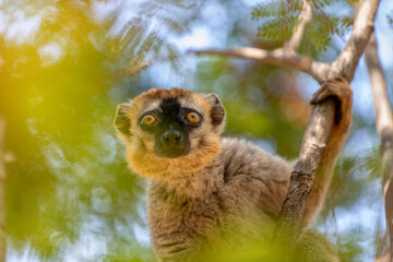 Red-Fronted Lemur (Eulemur Rufifrons), female hanged on tree. Endangered endemic animal in Kirindy Forest, Madagascar wildlife animal.