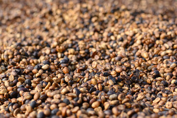 Drying coffee at Doi Chang, Chiang Rai