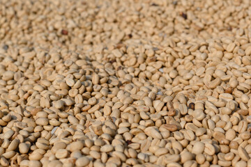 Fototapeta premium Drying coffee at Doi Chang, Chiang Rai