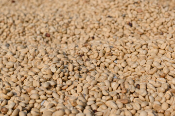 Drying coffee at Doi Chang, Chiang Rai