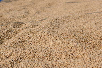 Dried Coffee Beans