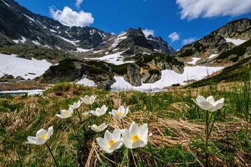 Mountain flower meadow in springtime. Pulsatilla alpina. Spring flowers on the background of rocky...