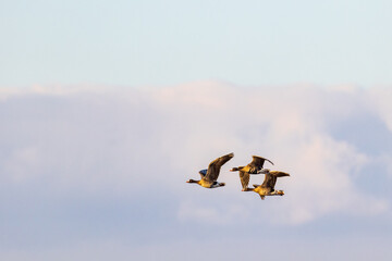 Flock with Greater white-fronted geese flying at the sky