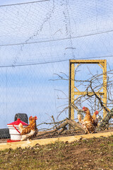 Free-range hens in a cage on a farm © Lars Johansson