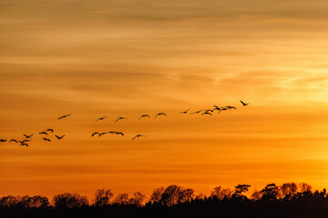 Colorful sunset with a flock of cranes
