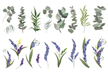A large collection of herbs and plants. Green plants on a white background. Lavender flowers, eucalyptus and other leaves 