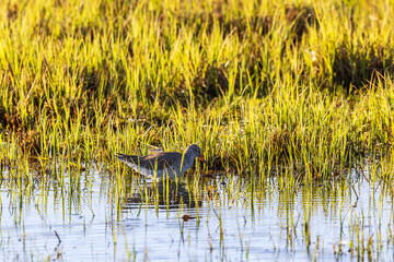 Redshank by the waters edge in a wetland