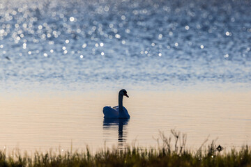 Mute swan on calm water