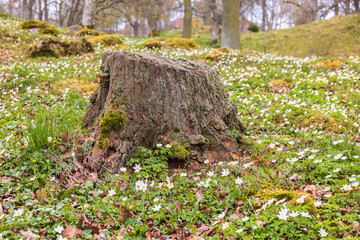 Tree stump with flowering Wood anemone in a meadow