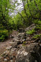 Grüner Waldweg Wanderweg mit Wurzeln Farn