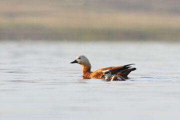 walking with her cubs in the lake Tadorna ferruginea