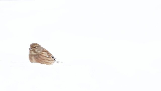 Winter in the Alps mountains, the common linnet (Linaria cannabina)