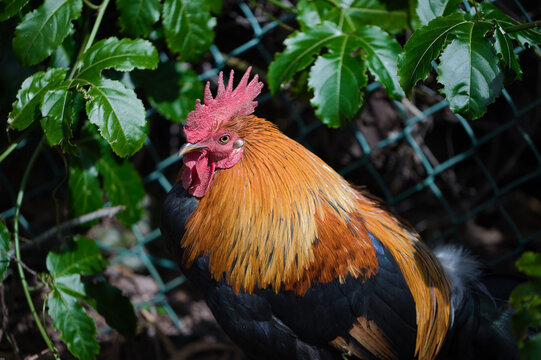 Captivating Rooster in Hawaii's Colorful Wildlife