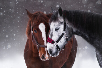 Love and horses