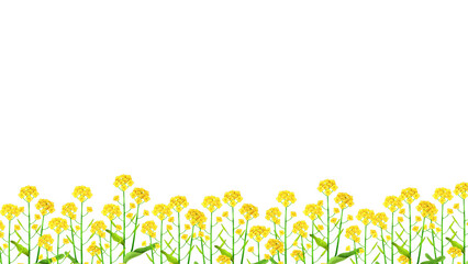 菜の花畑の水彩風背景フレームイラスト