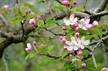 Apfelbäume in Blüte - Streuobstwiese	
